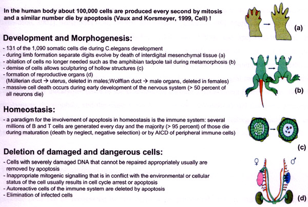 Figure 1: Physiological roles of apoptosis