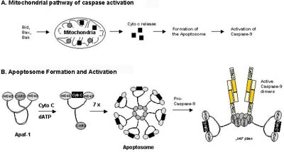 Figure 5: Mitochondria-mediated caspase activation at the apoptosome