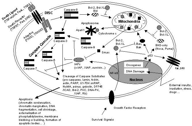 Figure 6: Schematic representation of some major apoptotic signalling pathways